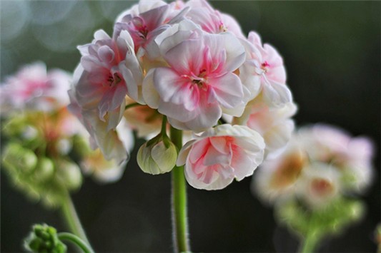 香叶天竺葵的功效有哪些 香叶天竺葵 第1张