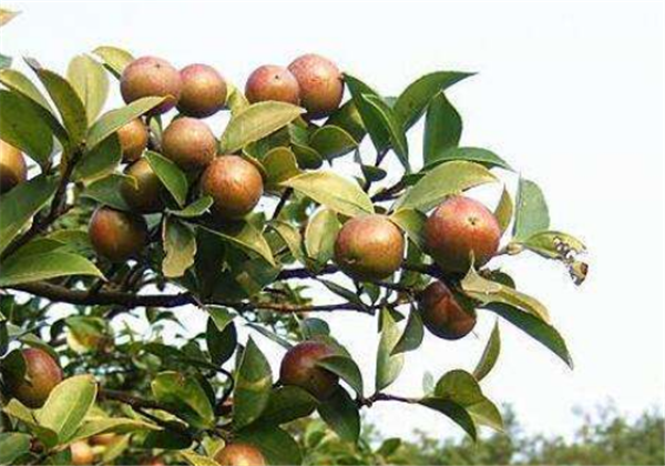 用山茶油擦脸的方法，宝宝涂茶油会皮肤黑吗 山茶油 擦脸 第1张