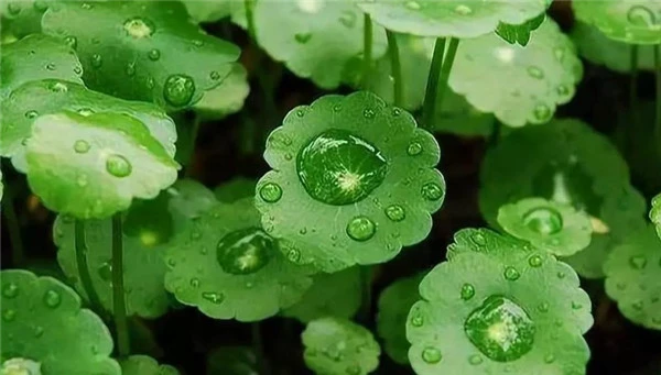 积雪草能淡化痘印吗 积雪草 积雪草淡化痘印效果 积雪草的美容功效 美妆 第3张