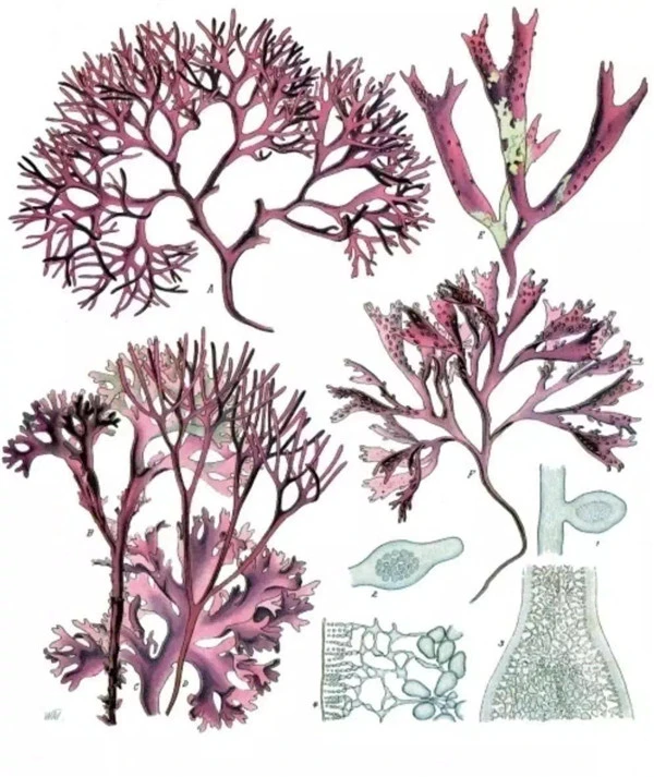 EI日本深海伊谷草保湿面膜增强肌肤抵抗力 面膜 保湿 第14张 EI日本深海伊谷草保湿面膜增强肌肤抵抗力 面膜 保湿 第14张