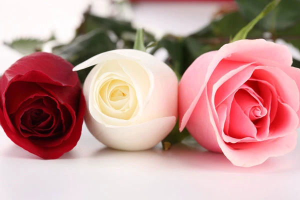 半亩花田玫瑰纯露的用法分享，怎样用才会达到更好的效果 玫瑰 第2张