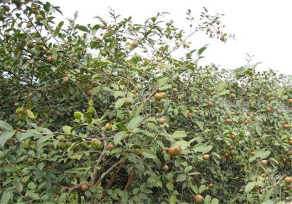 茶油可以直接涂脸吗，茶油涂脸有什么好处 护肤 第1张