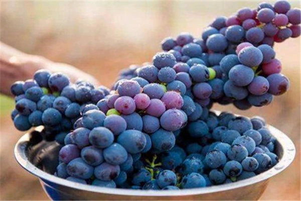 哪些食物有美白的效果，黄瓜美容养颜效果显著 美白 黄瓜 第3张