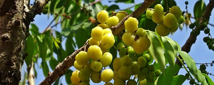 米醋洗脸可以祛斑吗 祛斑 美妆 第1张