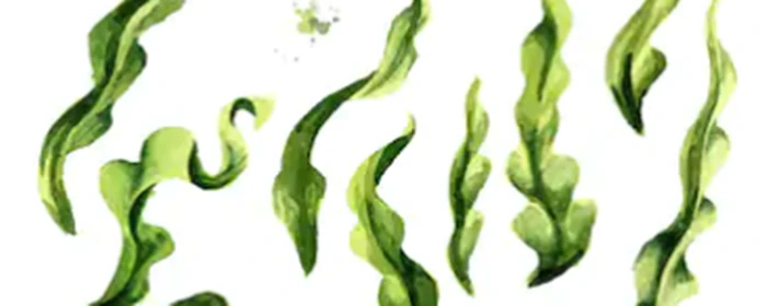 海藻牛奶面膜怎么调 海藻牛奶面膜 美妆 第3张