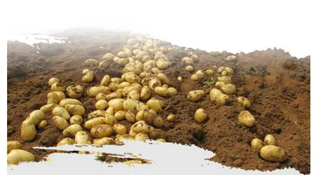 土豆美白面膜好不好，两大要点告诉你真相 土豆美白面膜 美容 第3张