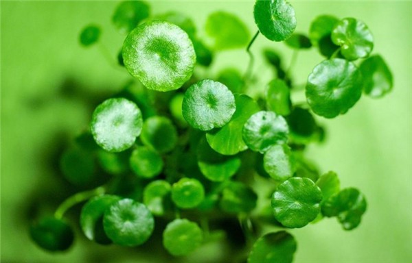 积雪草能淡化痘印吗 积雪草 积雪草淡化痘印效果 积雪草的美容功效 美妆 第1张