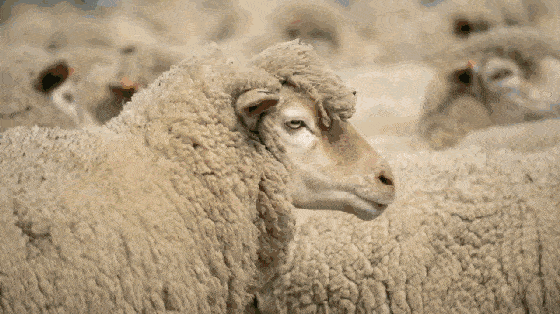 澳芝曼绵羊油身体乳滋养嫩肤，保湿功效颇受好评 澳芝曼 身体乳 第13张