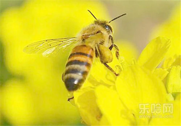 老年斑怎么去除小妙招 护肤 第3张