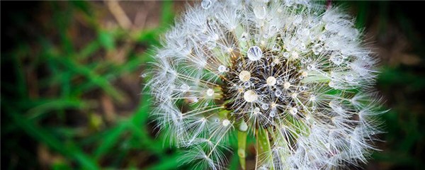 蒲公英洗脸有什么功效，蒲公英洗脸会变黑吗 护肤 第1张