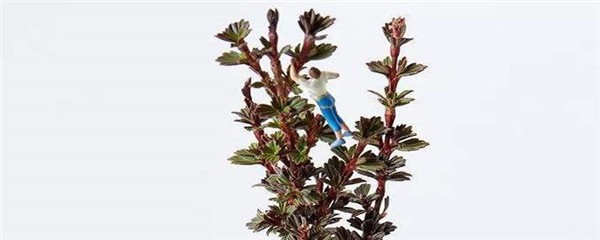 密罗木的功效与作用，密罗木的注意事项 护肤 第1张