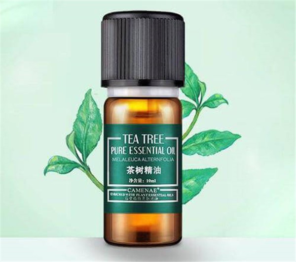 茶树精油的功效与作用，这样用你会了吗 护肤 第1张