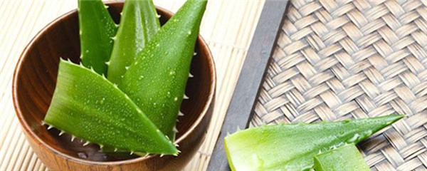 芦荟可以去黑头吗，芦荟怎么去黑头 护肤 第1张