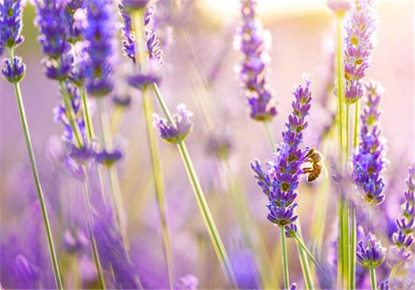 薰衣草精油可镇定神思、治疗失眠，痊愈伤口皮肤 薰衣草 精油 第1张