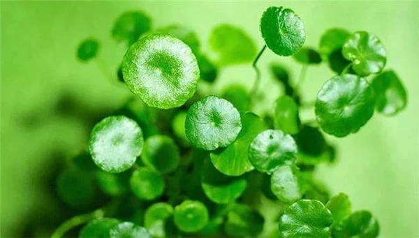 积雪草能淡化痘印吗 积雪草 积雪草淡化痘印效果 积雪草的美容功效 美妆 第2张