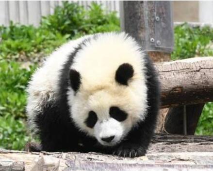 黑眼圈是怎么形成的，黑眼圈形成的主要原因 黑眼圈 黑眼圈形成的主要原因 美容 第1张