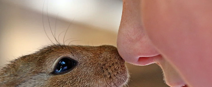肉鼻子和蒜头鼻区别 肉鼻子 蒜头鼻 美妆 第3张 肉鼻子和蒜头鼻区别 肉鼻子 蒜头鼻 美妆 第3张