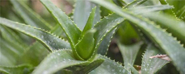 芦荟和维生素e做面膜的功效,芦荟维生素e做面膜敷多久 护肤 第1张 芦荟和维生素e做面膜的功效,芦荟维生素e做面膜敷多久 护肤 第1张