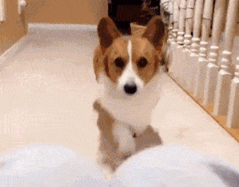 MAC口红质地滋润，玫红色打造性感女王范儿 MAC 玫红色 第7张