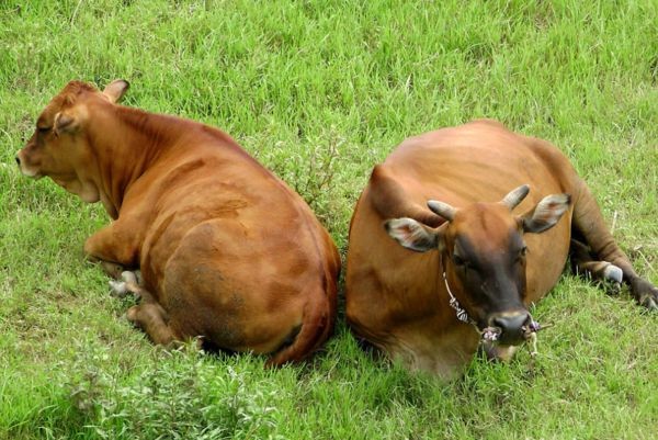 热玛吉持续时间久安全性高，可长效除皱用于深层皱纹等 热玛吉 除皱 第1张