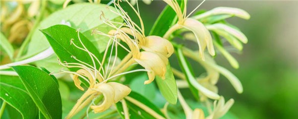 金银花洗脸的功效,金银花洗脸的正确方法 护肤 第1张 金银花洗脸的功效,金银花洗脸的正确方法 护肤 第1张