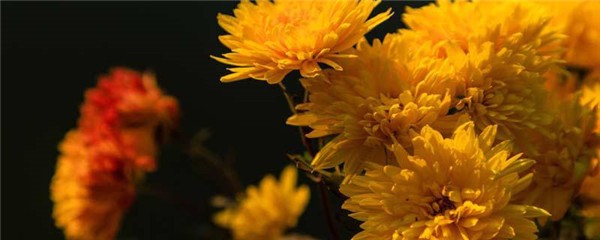 菊花泡水敷脸怎么样，每天用菊花水敷脸好吗 护肤 第1张