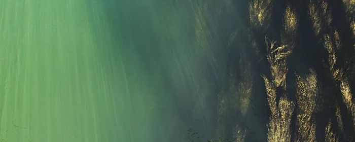 海藻牛奶面膜怎么调 海藻牛奶面膜 美妆 第1张