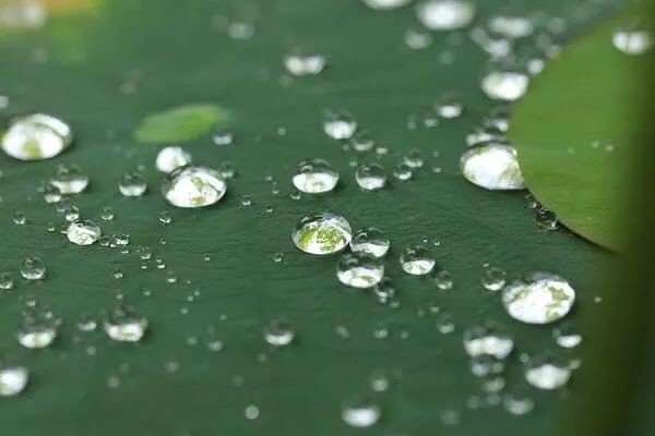 用荷荷巴油后黑头却越来越多了，荷荷巴油的正确使用方法 黑头 第2张