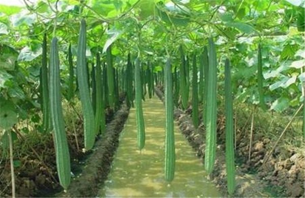 夏天食用丝瓜可帮助皮肤抗衰老，减少黑色素沉淀 丝瓜 抗衰老 第1张