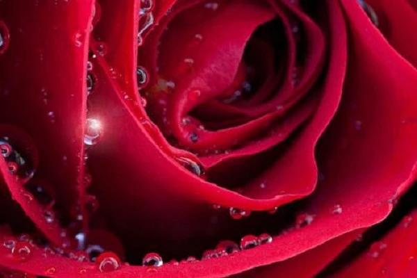 纯露要怎么使用，半亩花田玫瑰纯露好用吗 玫瑰 第2张