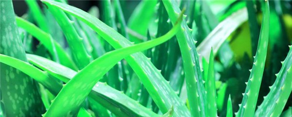 芦荟和维E一起擦脸吗，芦荟胶和维E可以长期涂脸吗 护肤 第1张