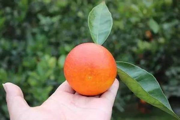 血橙面膜怎么样，血橙面膜的使用方法是什么 面膜 第1张