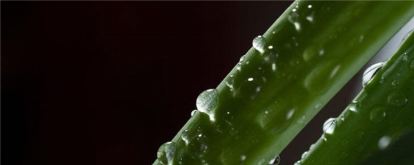 芦荟敷脸痒是怎么回事，芦荟过敏怎么办 护肤 第1张