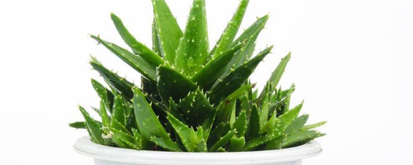 芦荟可以直接涂在脸上吗，新鲜芦荟涂脸正确方法 护肤 第1张