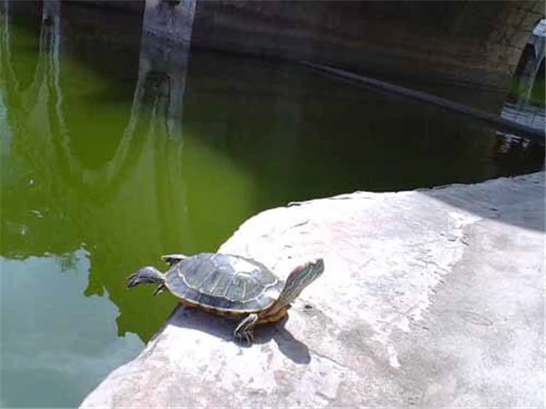 美白防晒两不误！锁定肤色基因是关键 护肤 第6张