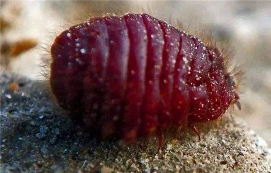 哪个品牌口红是胭脂虫 口红 胭脂虫 美妆 第1张