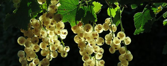 怎样用醋美白脸部皮肤 美白脸部皮肤 美妆 第1张