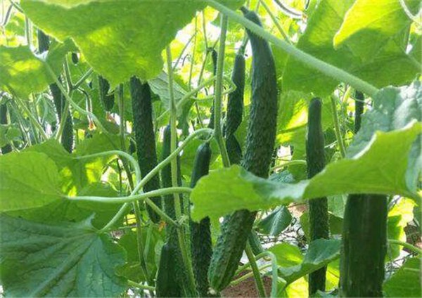 什么食物排毒养颜效果好，6大养颜排毒食物 护肤 第1张