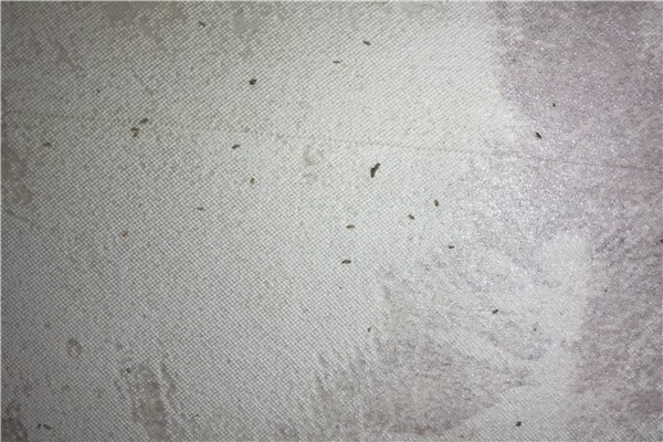 因为有螨虫长了痘痘怎么办有什么袪螨的法子 螨虫 第1张