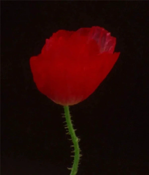 盘点2021年新年上市的香水新品 香水 盘点 新品 第19张