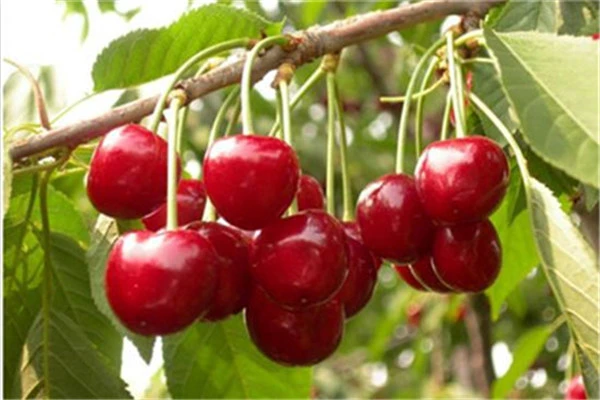 有利于护肤的几种美食，乌龙茶可以抵抗衰老美容养颜 护肤 美食 第2张