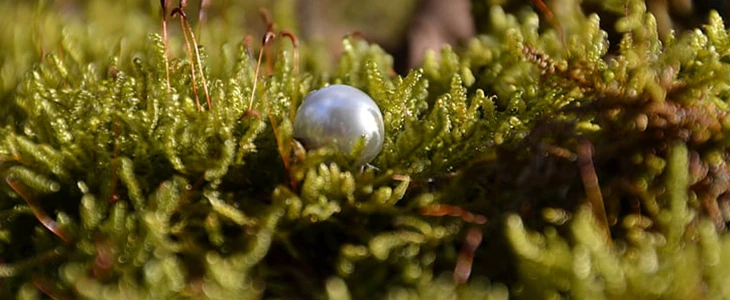 珍珠粉祛斑效果如何 珍珠粉 祛斑 美妆 第2张