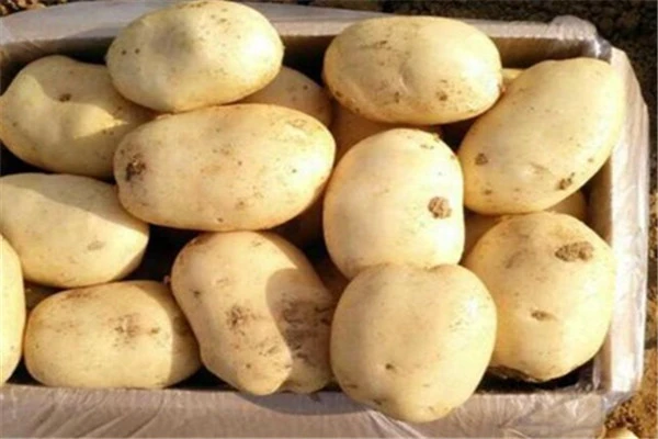 哪些食物有美白的效果，黄瓜美容养颜效果显著 美白 黄瓜 第4张