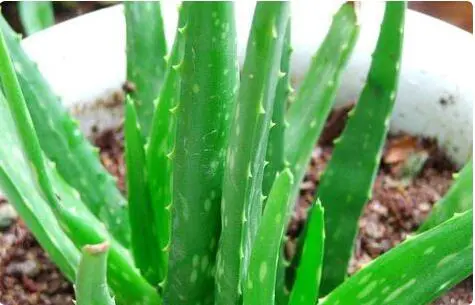 皮肤晒后发红有点痛怎么办 皮肤晒后发红有点痛 美容 第2张 皮肤晒后发红有点痛怎么办 皮肤晒后发红有点痛 美容 第2张