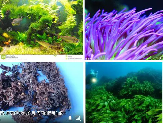 海藻面膜的使用及注意事项 海藻面膜的使用 海藻面膜的注意事项 美容 第2张