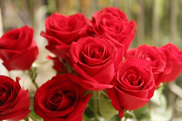 半亩花田玫瑰纯露的用法分享，怎样用才会达到更好的效果 玫瑰 第1张