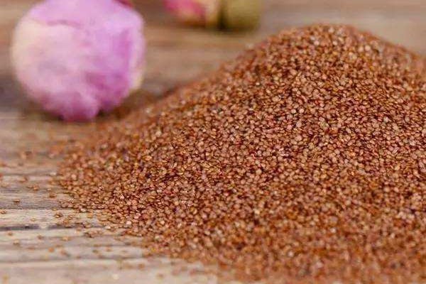 海藻面膜的祛斑用法 海藻 第1张