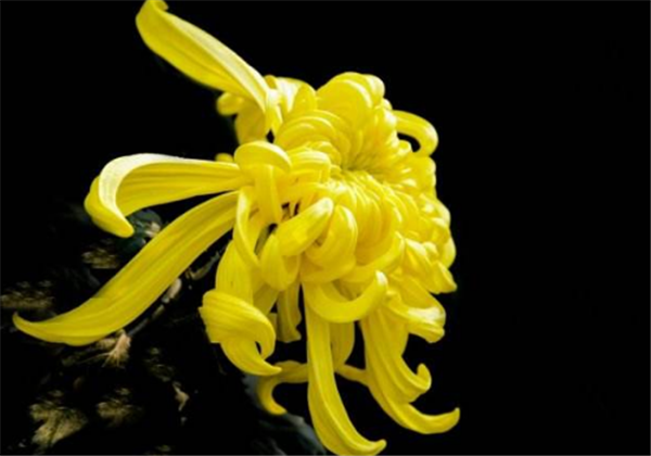 菊花洗脸的美容功效：补水保湿、增强毛细血管抵抗力 菊花 洗脸 第1张