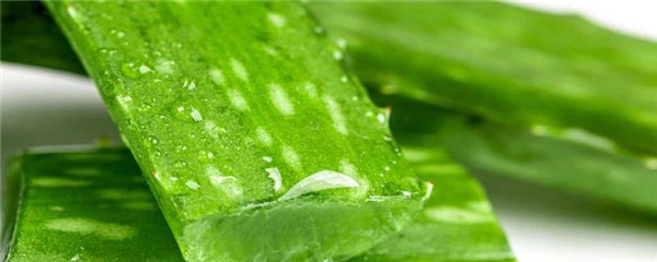 过期芦荟胶还能用吗，过期芦荟胶有什么用途 护肤 第1张