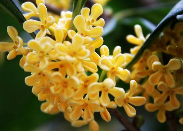 桂花面膜正确制作方法 面膜 桂花面膜 美妆 第1张